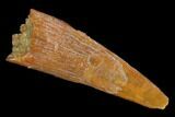 Fossil Pterosaur (Siroccopteryx) Tooth - Morocco #127682-1